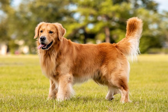 Golden Retriever Dog standing in a field outside