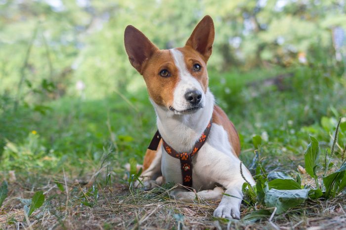 Portrait of basenji lying on the ground at summer morning