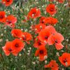 Here’s Why the Poppy Is a Symbol of Memorial Day
