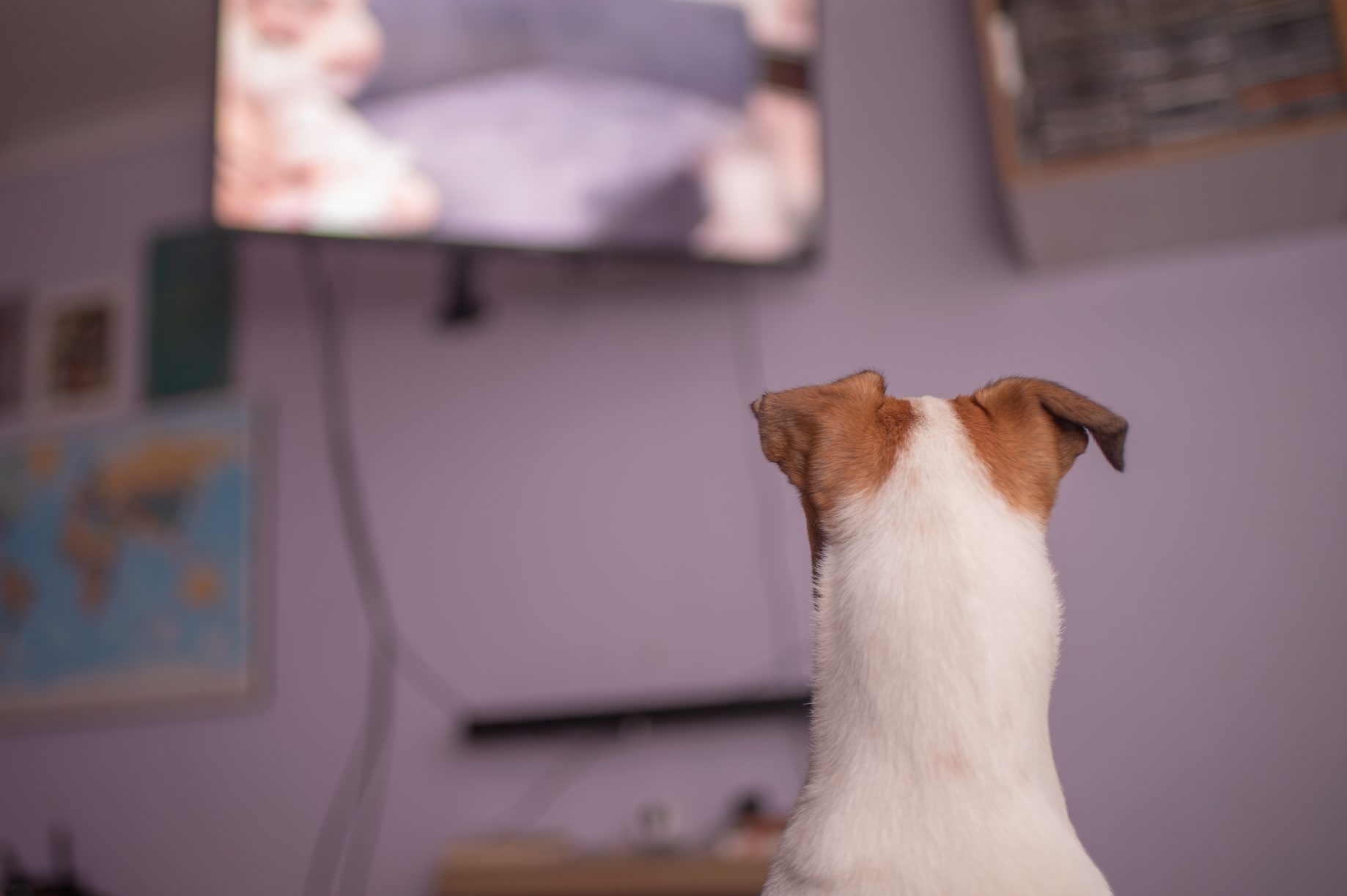 Portrait of pet watching television at home