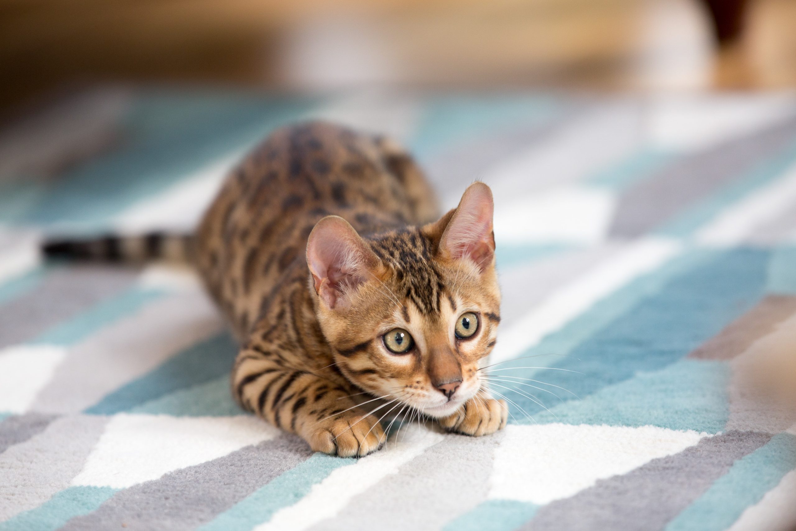 How to Get Cat Pee Out of Carpet