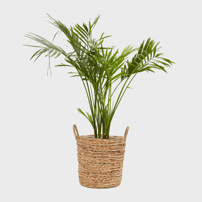 Potted palm plant stands in a woven basket against a plain, light background.