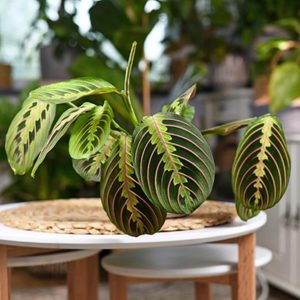 Plant with broad, veined leaves sits on a small wooden table in a bright indoor setting.