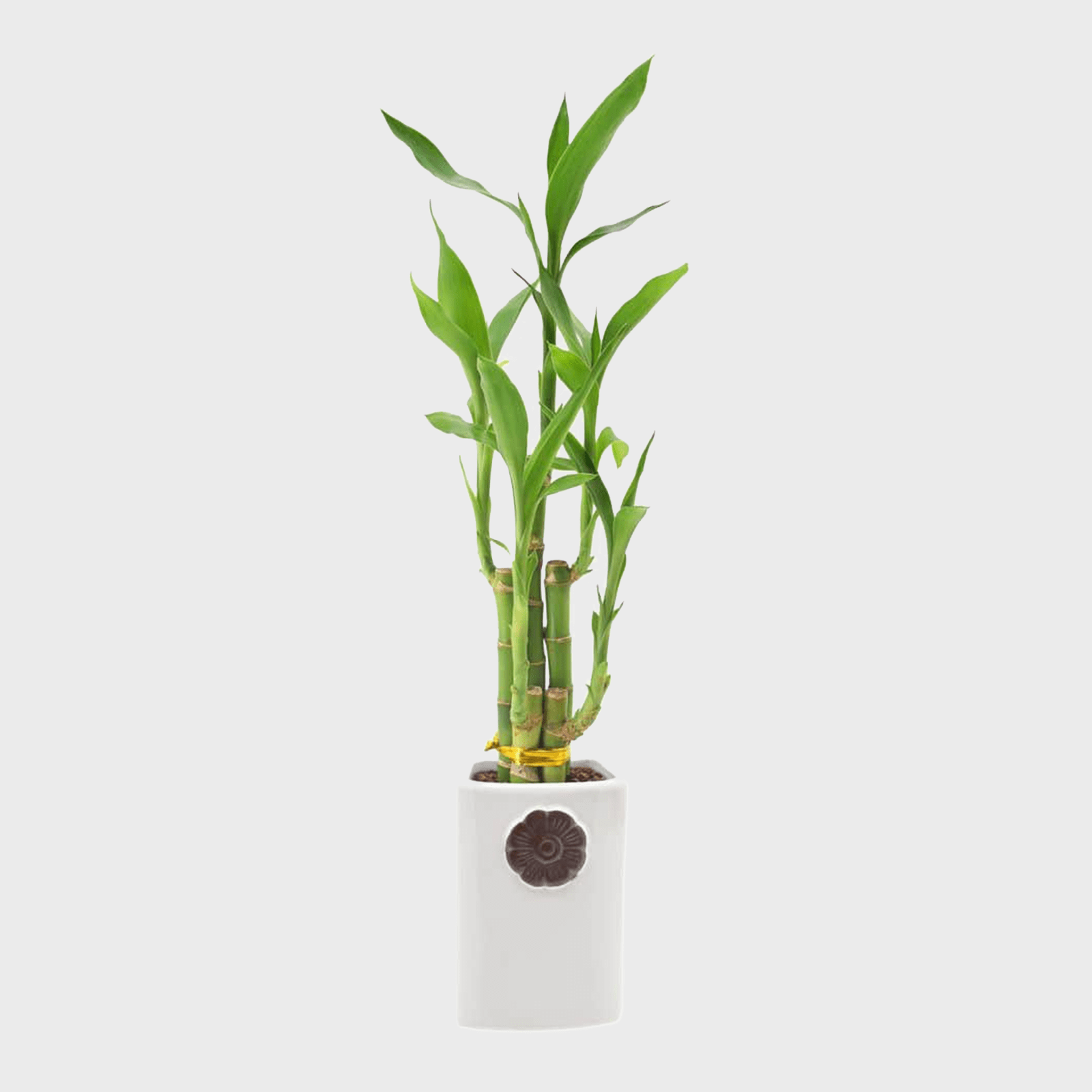 Arcadia Garden Products Indoor Plants Lv27 64 1000