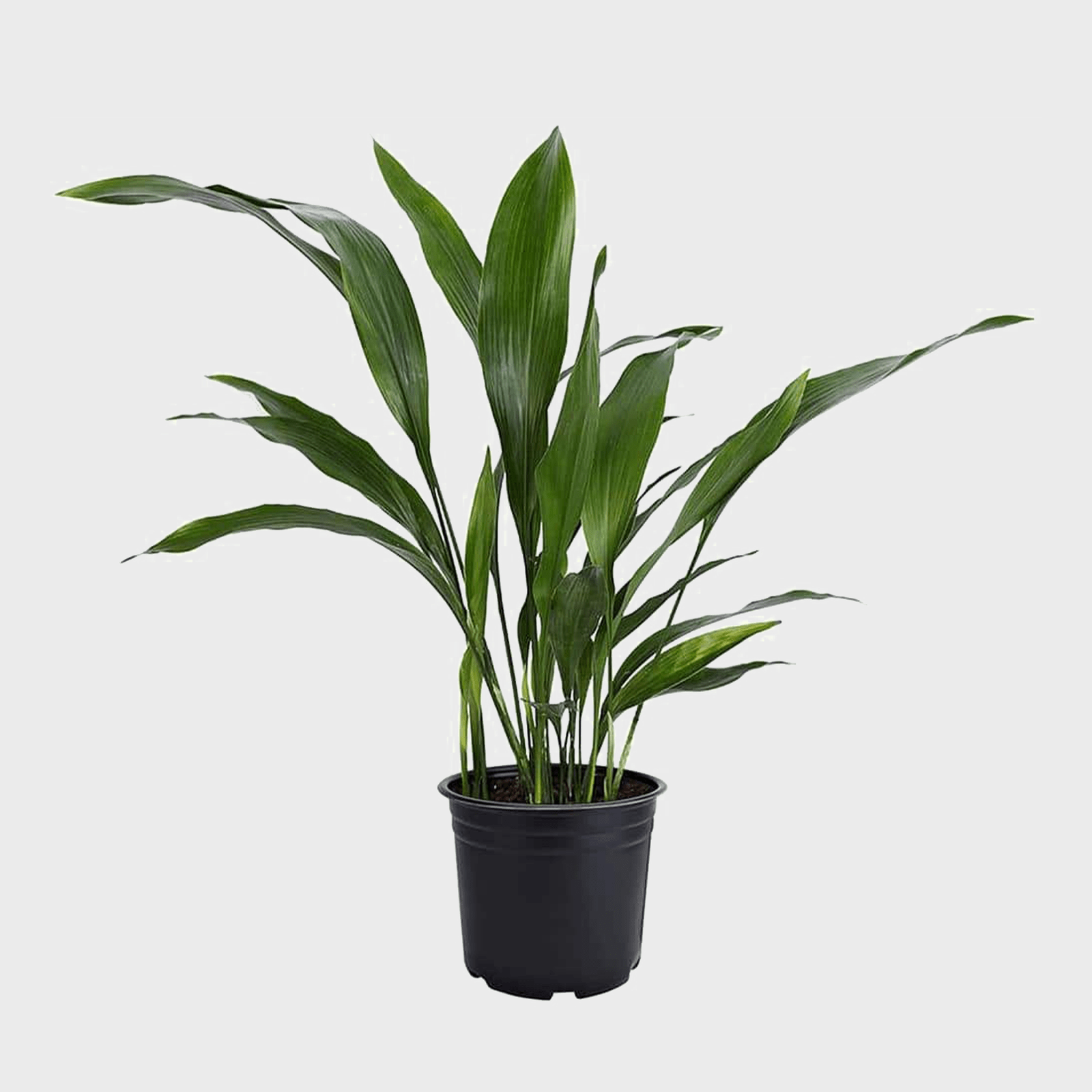 Brighter Blooms Indoor Plants Cas Pla3 64 1000