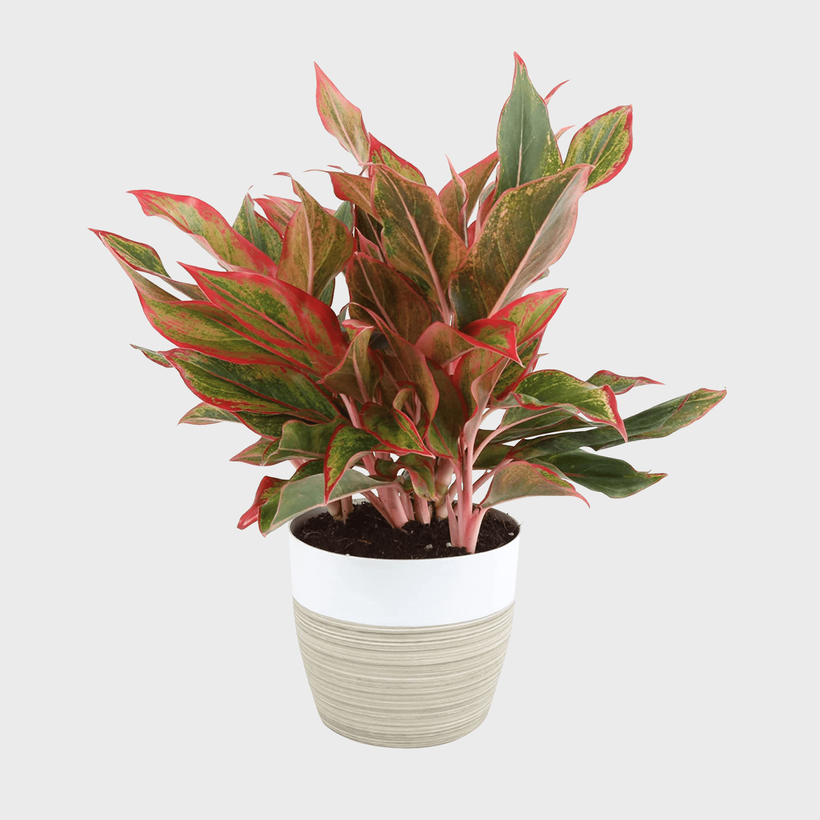Costa Farms Aglaonema Live Indoor Plant Ecomm Via Amazon.com
