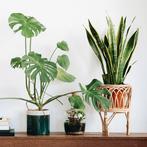 Monstera and snake plant sit calmly on a wooden shelf, joined by a closed terrarium, against a plain white wall.