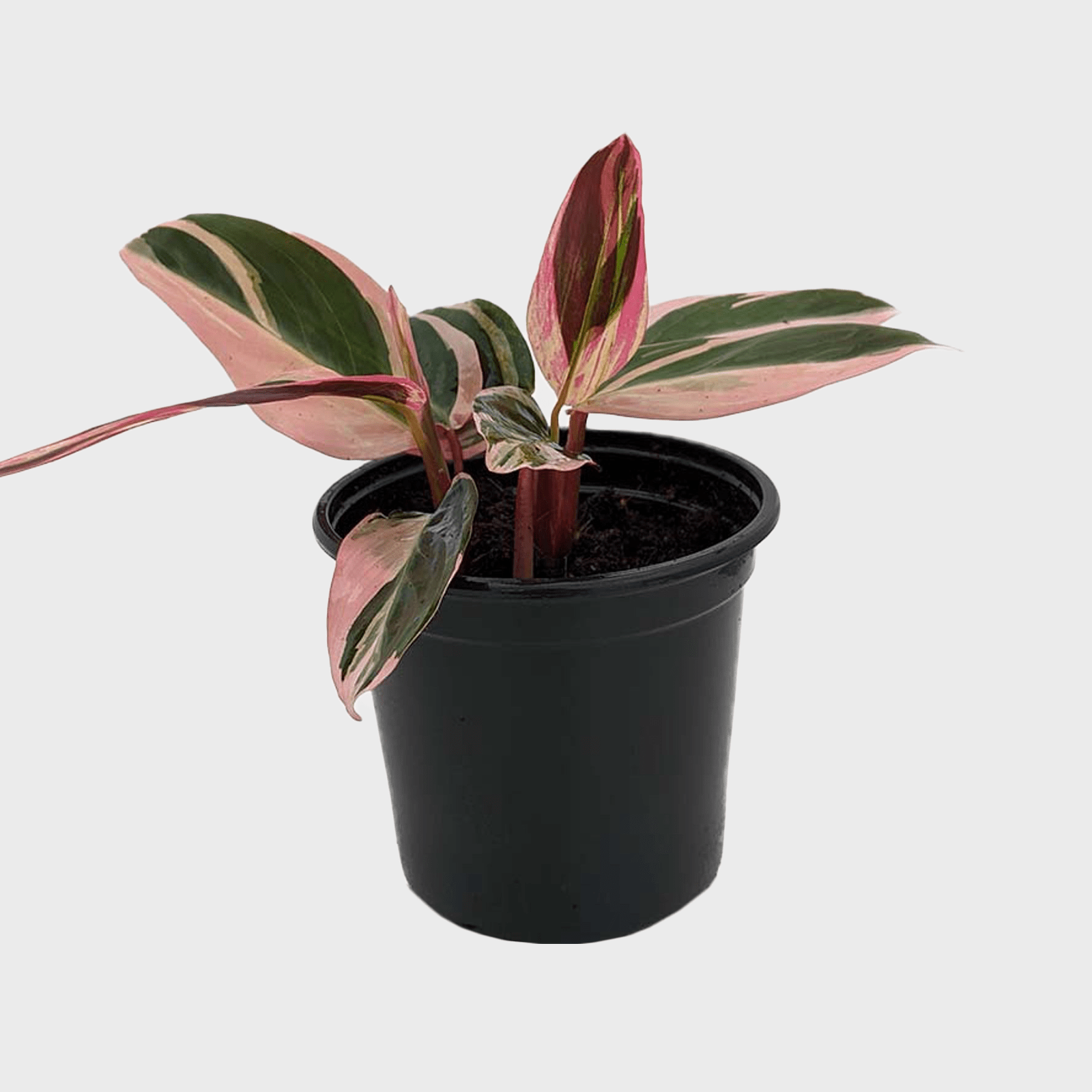 Tricolor Prayer Plant Stromanthe House Plant Ecomm Via Walmart.com