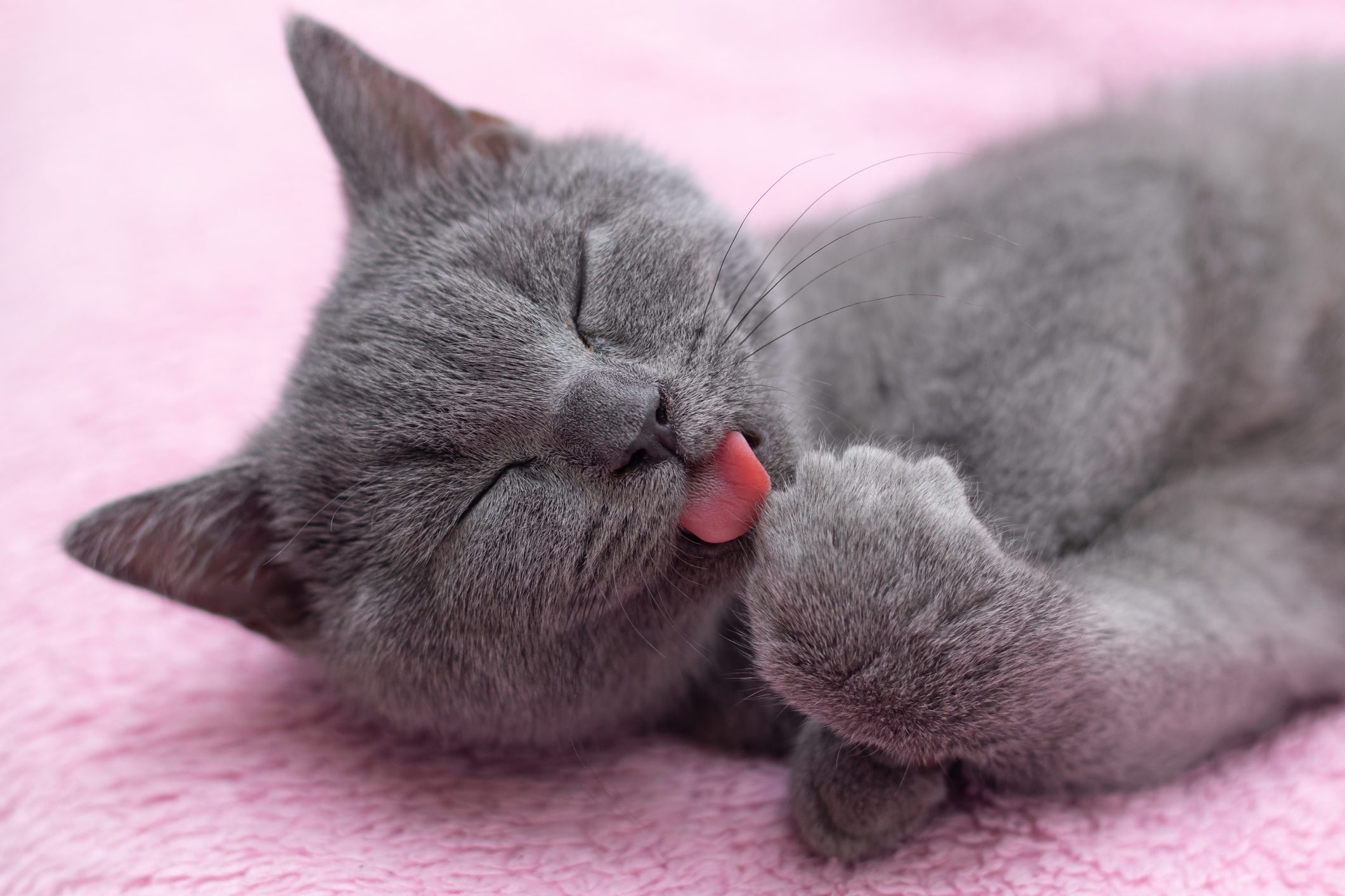 12 Gray Cat Breeds You Will Want to Snuggle ASAP