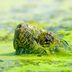 Meet Chonkosaurus, the Viral Massive Snapping Turtle In the Chicago River