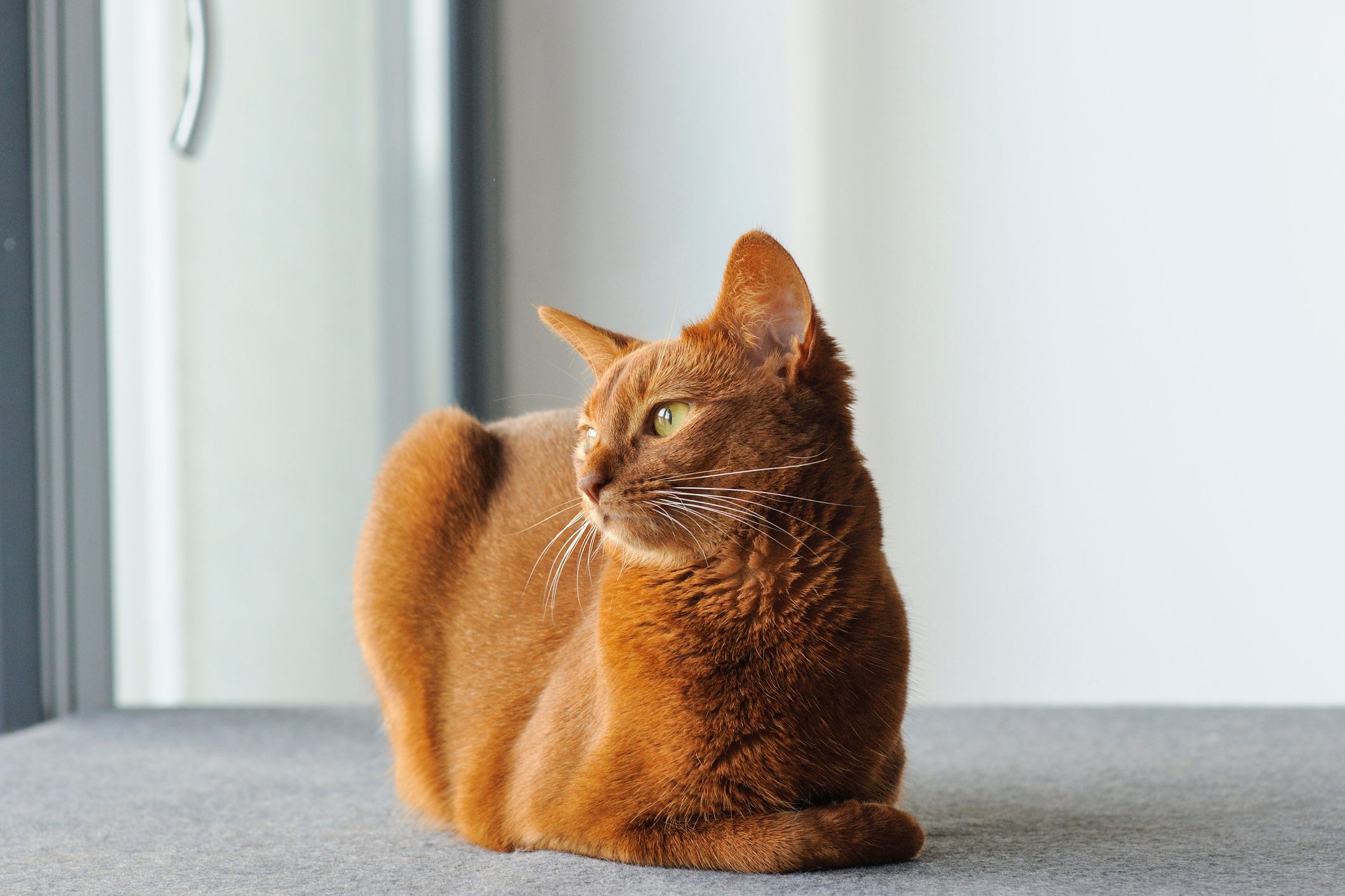 Abyssinian cat sitting near the window
