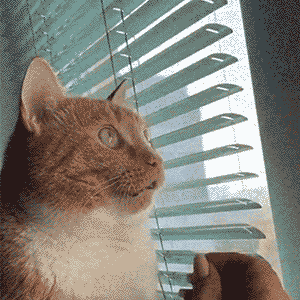 Cat attentively gazes outside, sitting by window blinds, with a human hand nearby in a gesture of interaction.