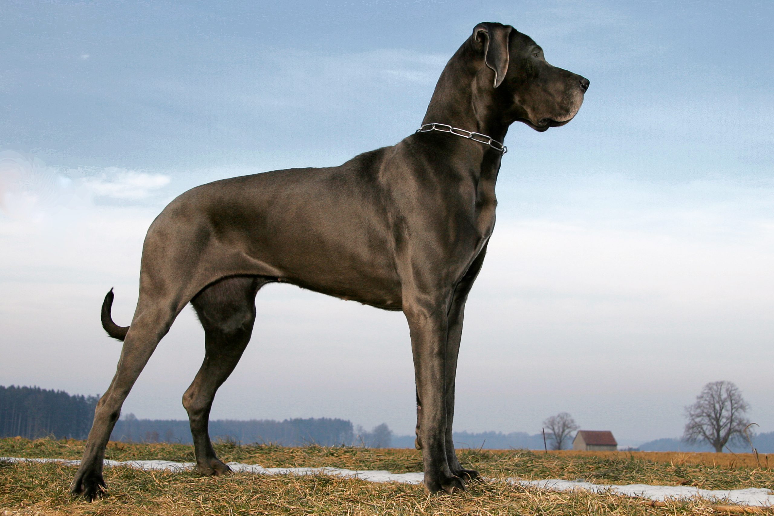 Great Dane Gettyimages 179050736 Ssedit
