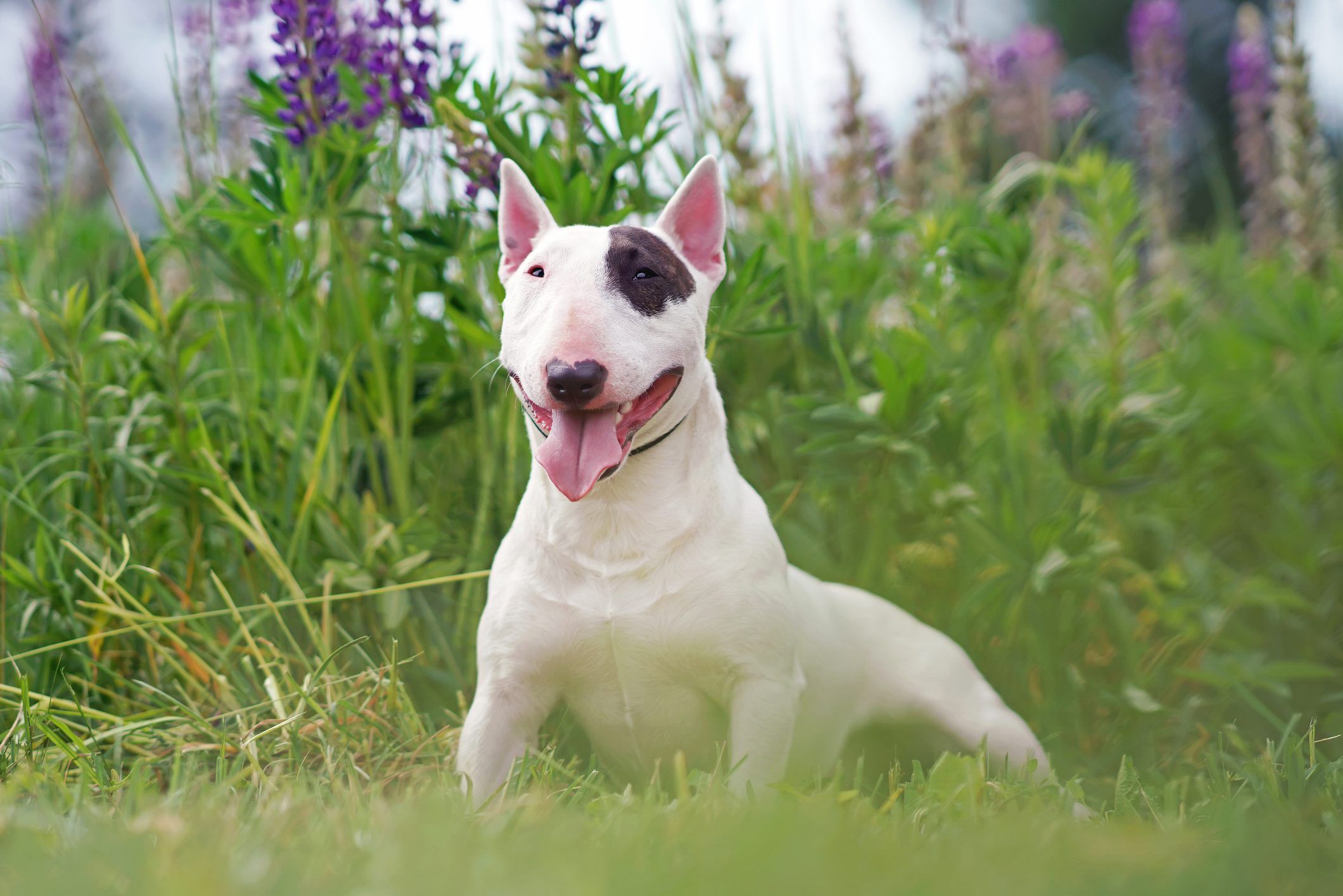 A white bull terrier sits happily with tongue out, surrounded by lush green grass and purple flowers.