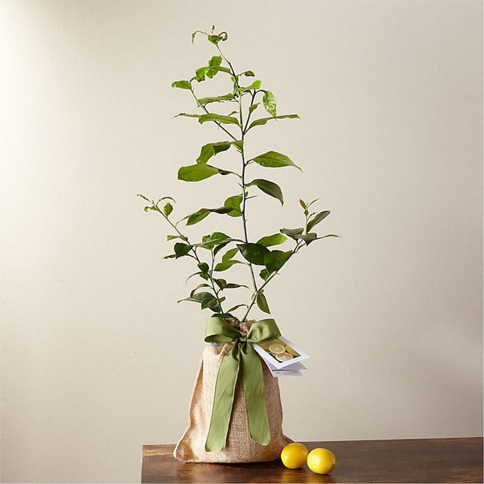 A potted plant wrapped in burlap, adorned with a green ribbon, sits on a table next to two lemons against a plain background.