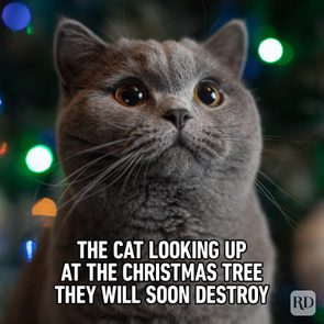 Cat gazes upward, expression curious, with colorful Christmas lights softly glowing in the background. Text: 