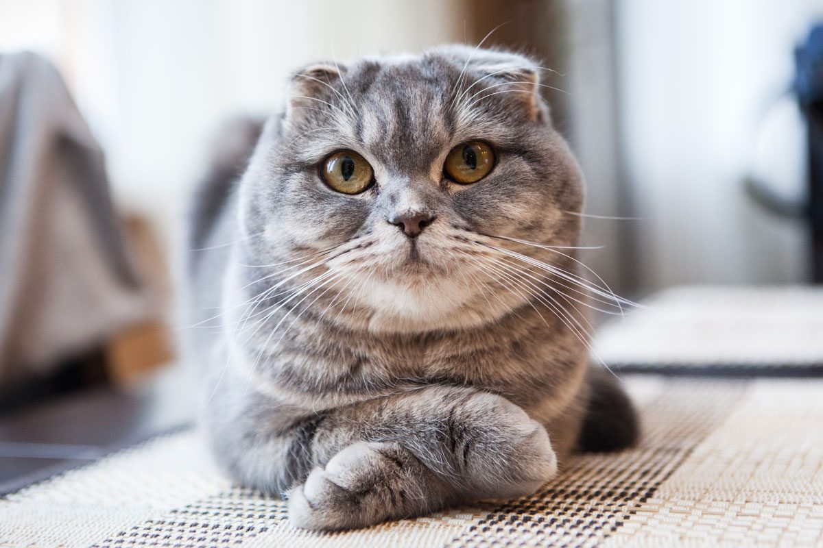 Scottish Fold Cat