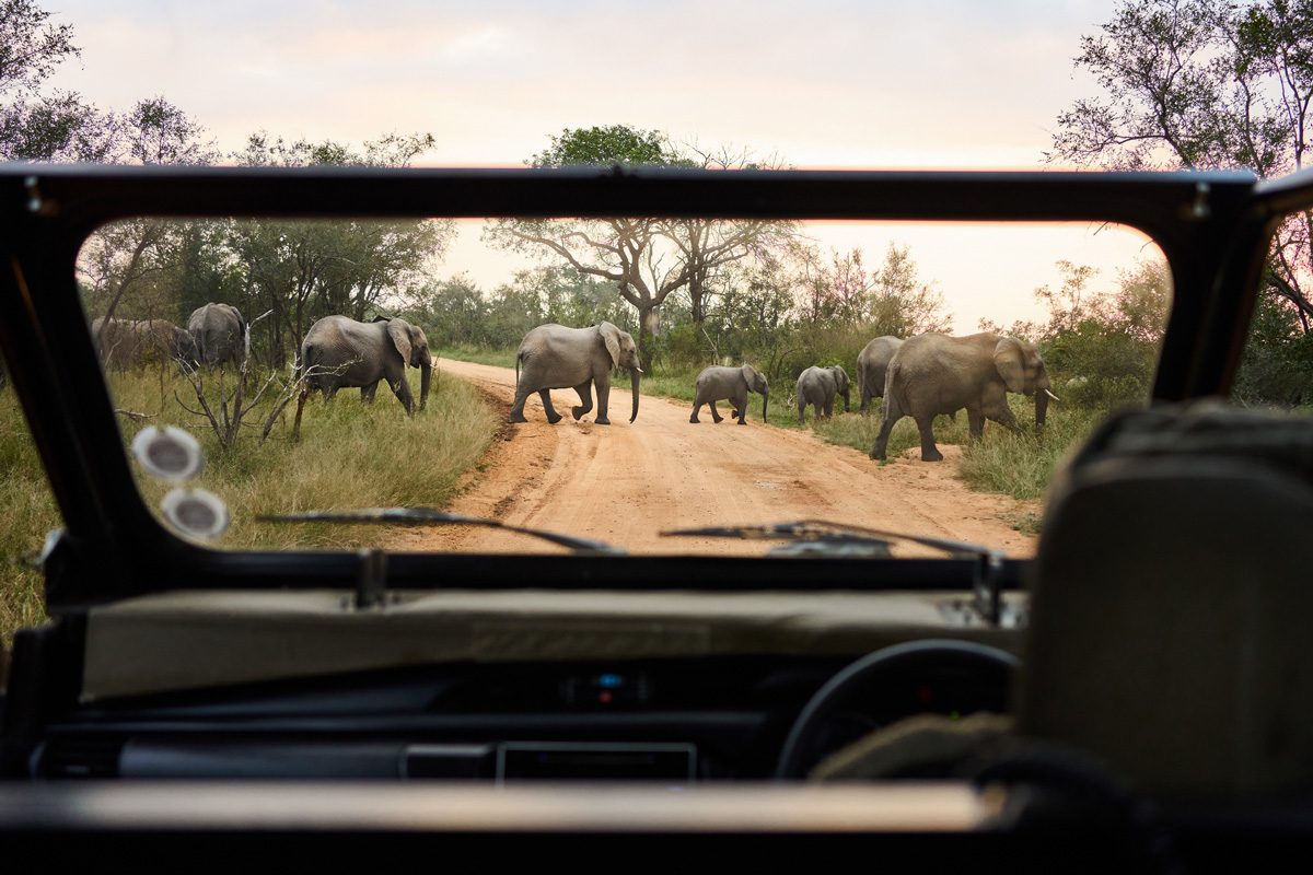 Herd of elephants crossing a road in a national wildlife reserve as seen through the windshield of a tourist vehicle