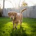 10 Shockingly Common Dog Dangers in Your Own Backyard