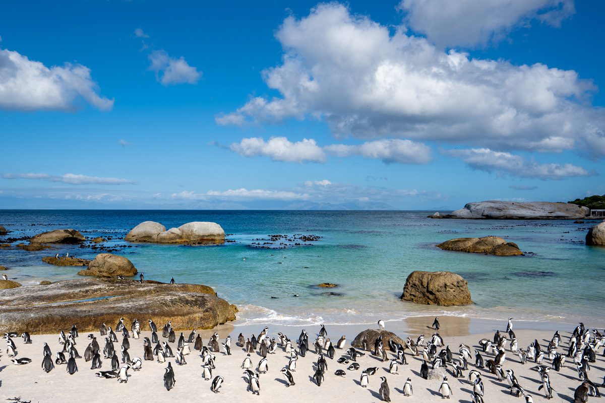 Wild African Cape Penguins Returning Home at the Famous Boulders Beach Outside Cape Town, South Africa